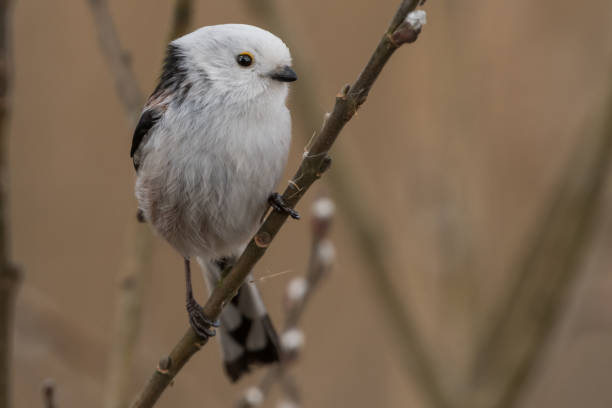 istock long-tailed tit Aegithalos caudatus 962569788