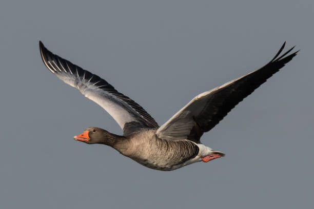 istock greylag goose  geese, anser anse 962569846