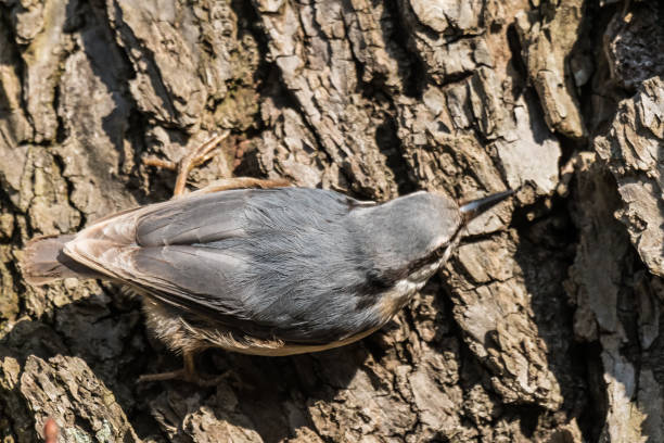 A Eurasian Nuthatch (Sitta europaea) stands alert on a mossy stone surface, surrounded by scattered birdseed. Captured in profile, the bird displays its characteristic blue-grey upperparts and warm orange underparts. The soft, natural background highlights the details of this agile woodland species.