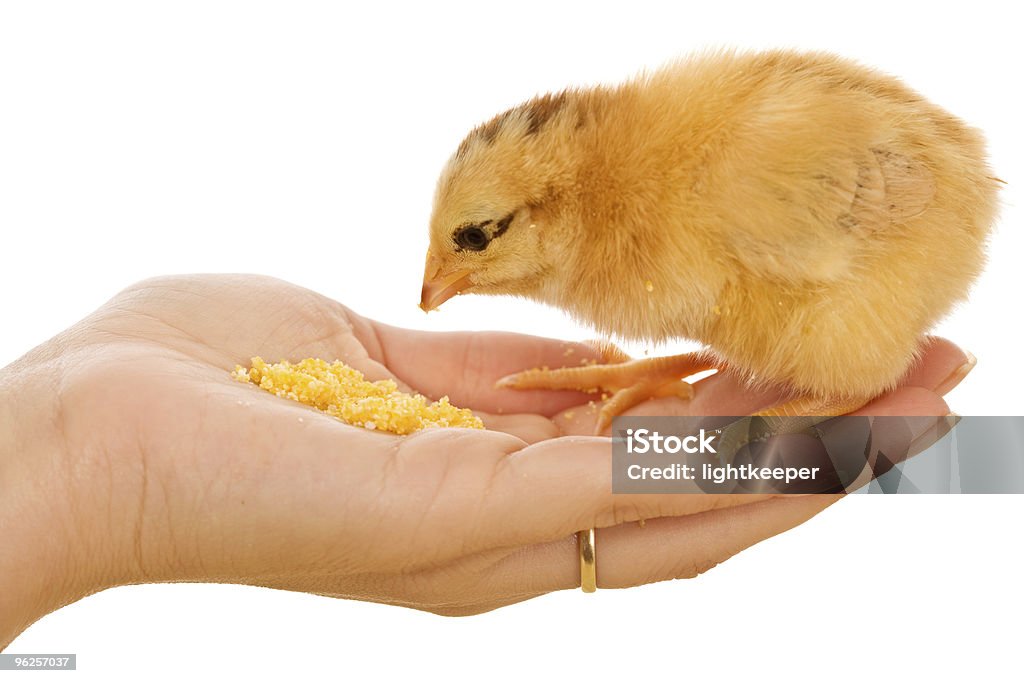 Little chick eating from hand  Baby Chicken Stock Photo