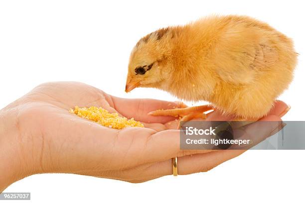Little Chick Eating From Hand Stock Photo - Download Image Now - Baby Chicken, Eating, Animal