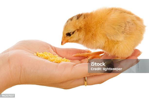 Foto de Pequena Garota Comendo De Mão e mais fotos de stock de Comer - Comer, Pinto, Alimentar