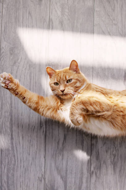 istock Red cat lying on the floor and basking in the sun. 962573580