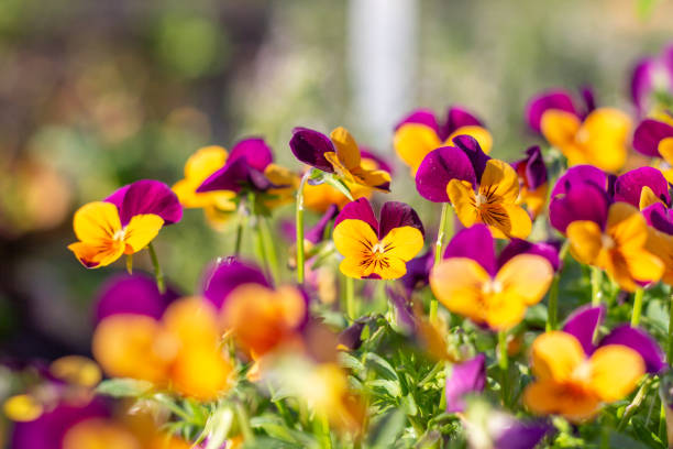 a pansy bed in different beautiful colors
