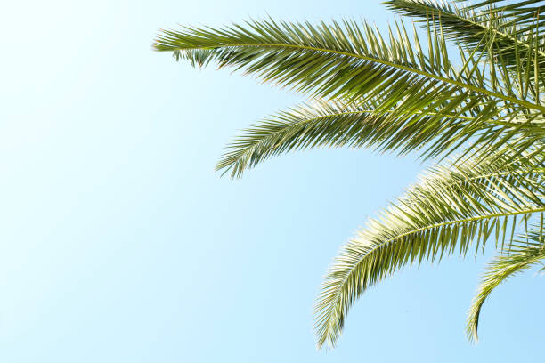 istock Palm trees with large leaves on a clear sunny summer day. 962580314