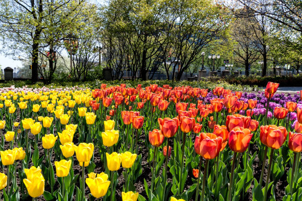 istock Canada Tulips Festival 962580888