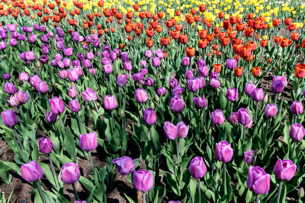 istock Canada Tulips Festival 962580900