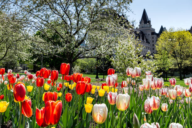 istock Canada Tulips Festival 962580926