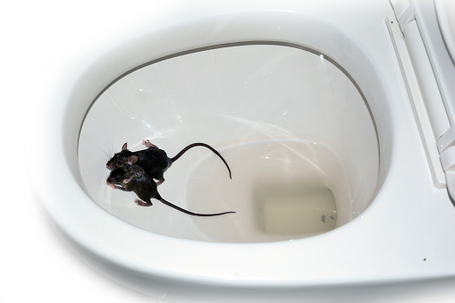 two wet small mice fall in the toilet bowl