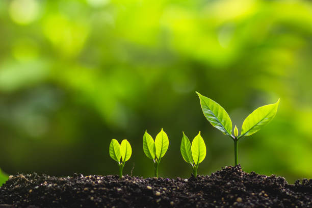 istock Growing trees leader trees Planting trees Save world concept 962584698