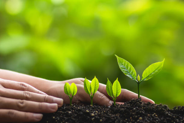 istock Growing trees leader trees Planting trees Save world concept 962584970