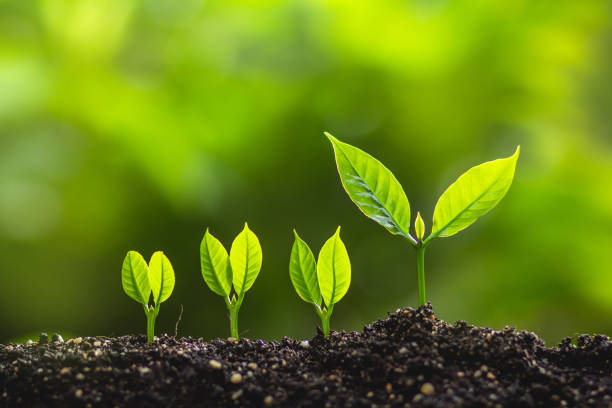 istock Growing trees leader trees Planting trees Save world concept 962584976