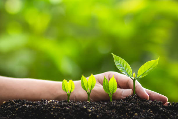 istock Growing trees leader trees Planting trees Save world concept 962585002