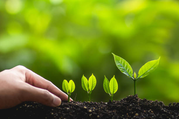 istock Growing trees leader trees Planting trees Save world concept 962585012