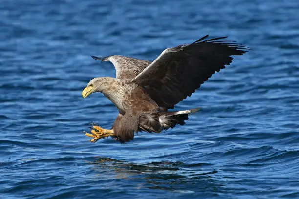 White tailed sea eagle swooping down towards a fish, Isle of Mull, Scotland.