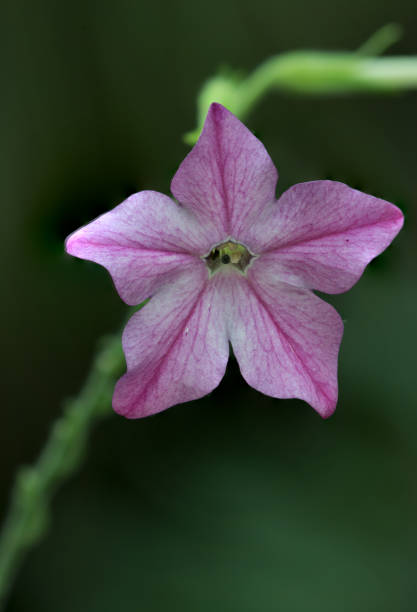 Flower - Purple Flowering Tobacco (Macro) against a blur dark background.