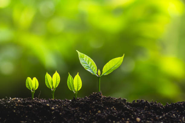 istock Growing trees leader trees Planting trees Save world concept 962585484