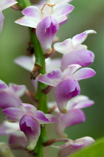 istock Cat's-tail orchids or Fox brush orchids Flower 962585694
