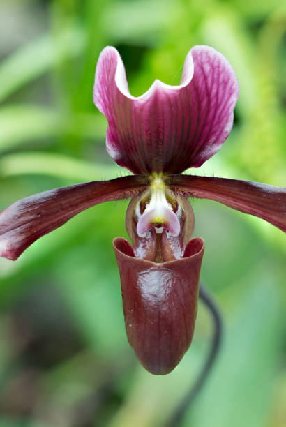 istock Purple Lady Slipper Orchids Flower 962585728