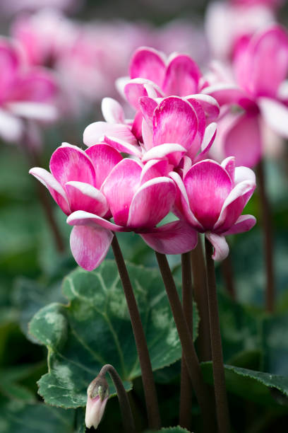 Pink Florist's cyclamen Flowers Flower - Pink Florist's cyclamen Flowers (Macro) against a blur green background. cyclamen stock pictures, royalty-free photos & images