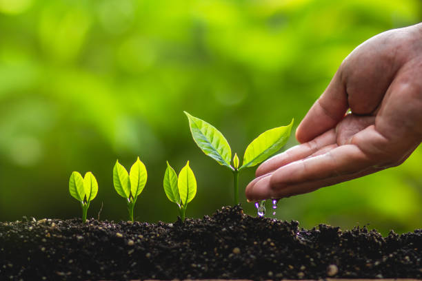 istock Growing trees leader trees Planting trees Save world concept 962585936