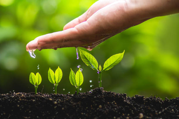 istock Growing trees leader trees Planting trees Save world concept 962585944