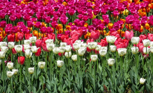 istock Colorful tulips in field 962586040