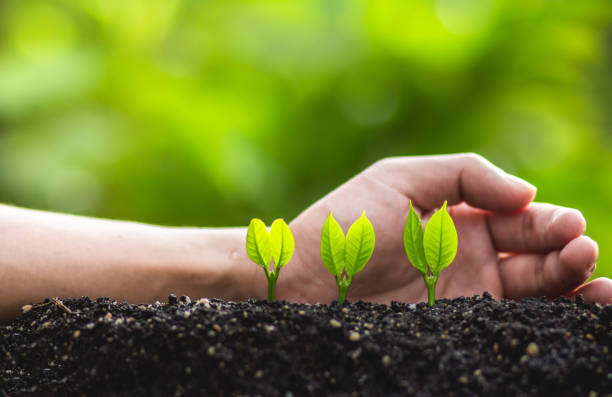 istock Young plant tree in nature save world concept 962588330