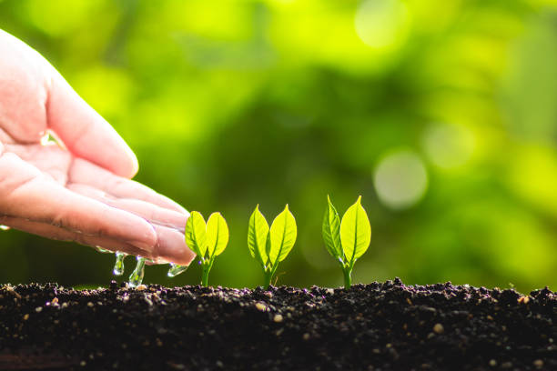 istock Young plant tree in nature save world concept 962588734