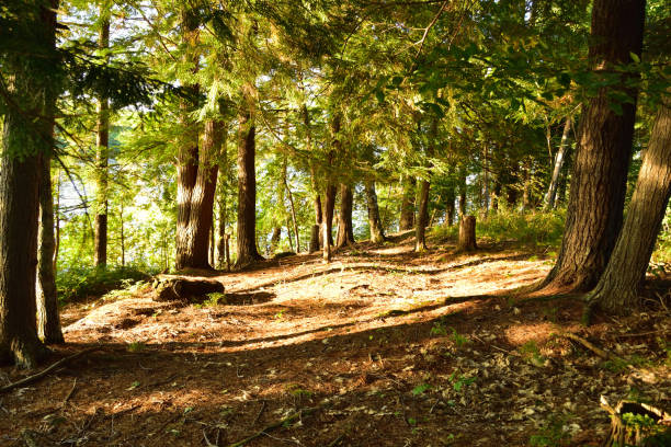 istock Evening Light Pine Conservation Park Cambridge Narrows New Brunswick Canada 962588782