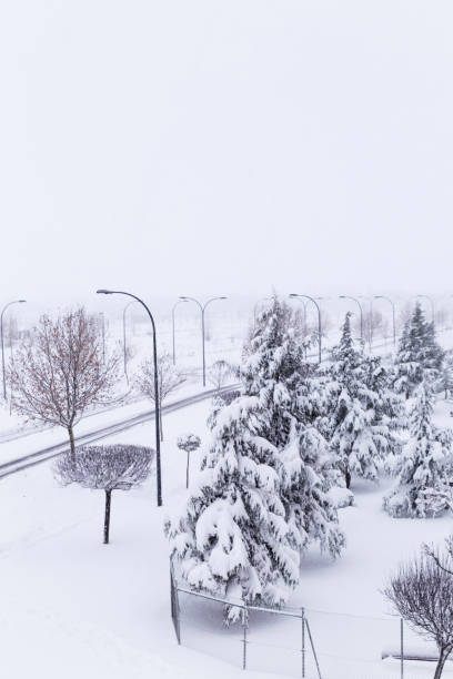 istock snowy fir in winter 962589982