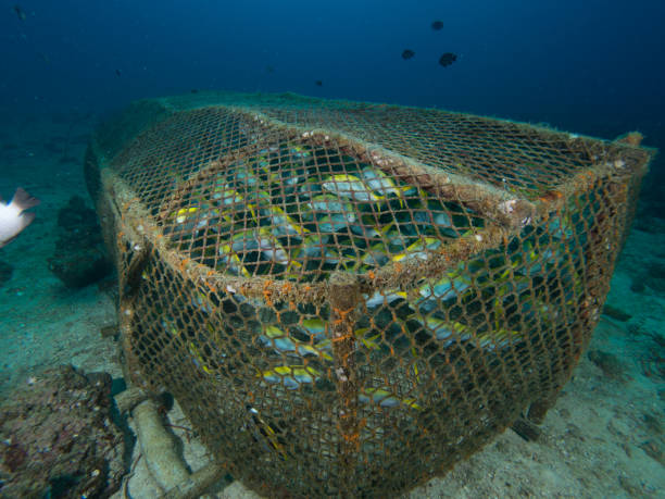 istock Thai fishing cage 962590626
