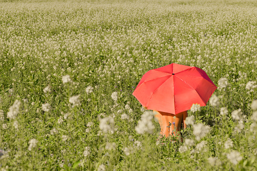 Female hand with a red umbrella in the field with yellow flowers on a sunny day