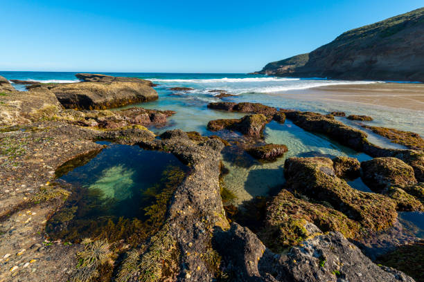 Beautiful nature on the beach in Munmorah State conservation area.