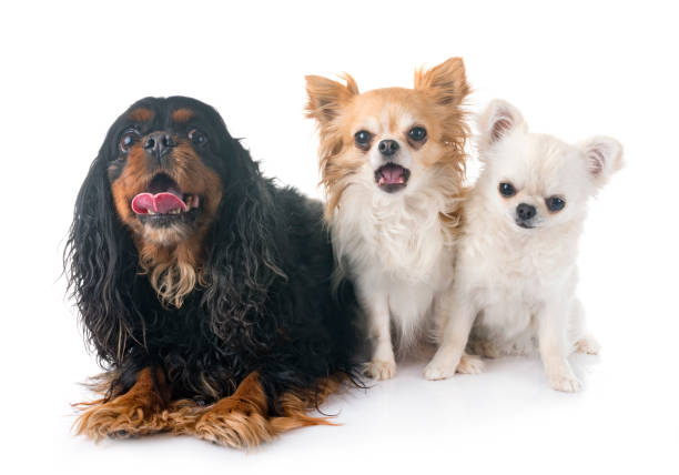 istock cavalier king charles and chihuahuas 962596034