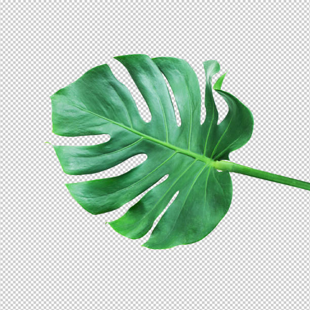 istock Monstera leaf.Tropical,nature concepts.clipping path 962596138