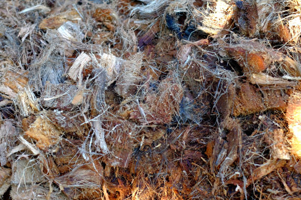 istock Ground coconut shell chips fiber for gardening . 962596272