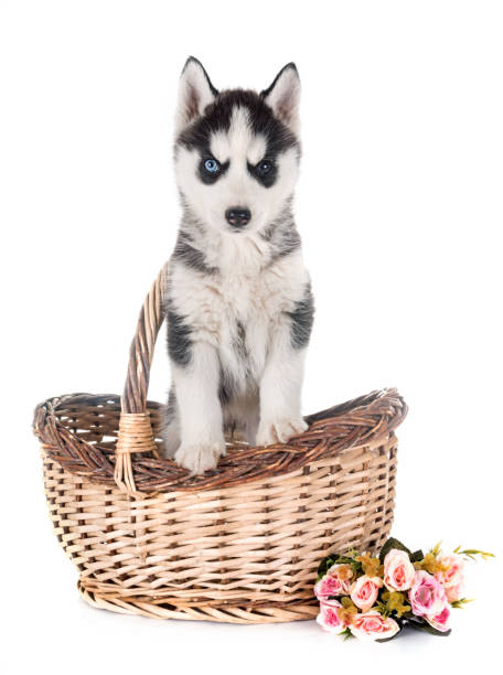 istock puppy siberian husky 962596514