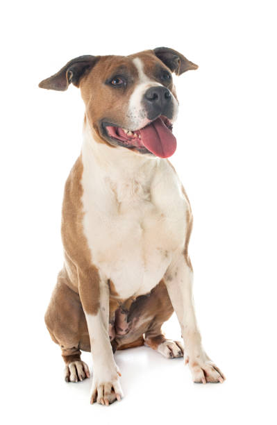 istock american staffordshire terrier 962599046