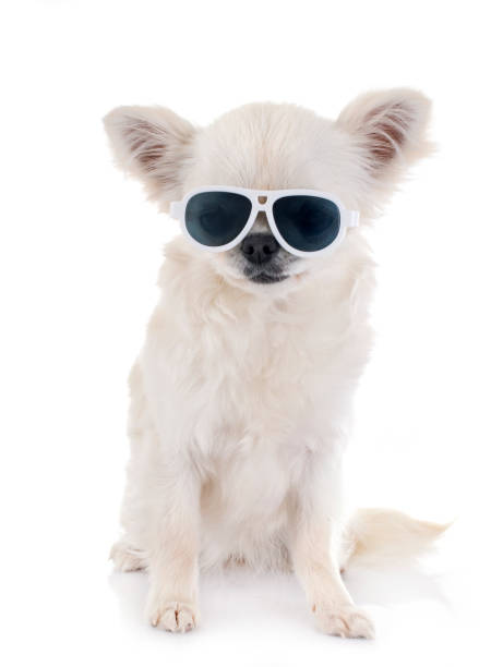 istock puppy chihuahua 962599212