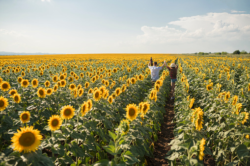 Rear view of a young, happy heterosexual couple, walking through the sunflower field, raising arms and carrying a guitar.