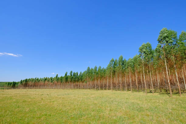 arbres de plantation d’eucalyptus pour papier ou bois industrie, uruguay, en amérique du sud - green woods forest southern brazil photos et images de collection