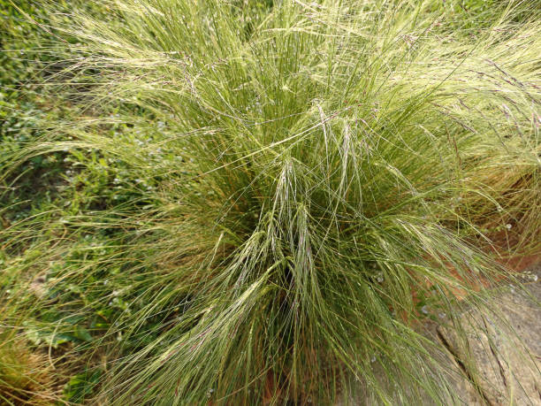 istock Cortaderia selloana or pampas grass 962599784