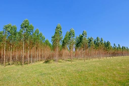 Plantation of Eucalyptus trees for paper or timber industry, Uruguay, South America. This kind of monoculture also takes place in Argentina, Chile and Brazil.
