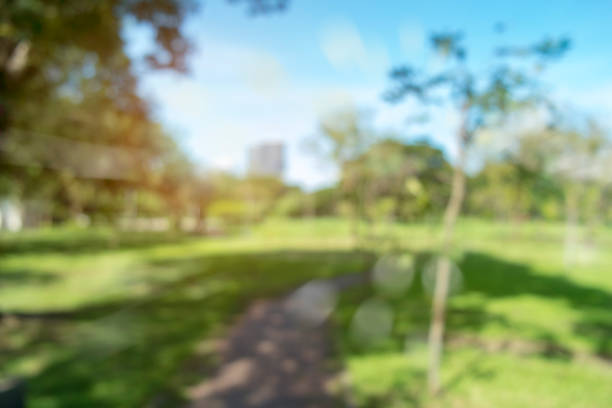 istock defocused bokeh background of garden trees in sunny day 962600596