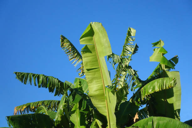 istock Green banana tree And blue sky. 962601468