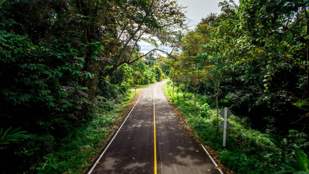 istock Empty asphalt country road in the forest. 962603632