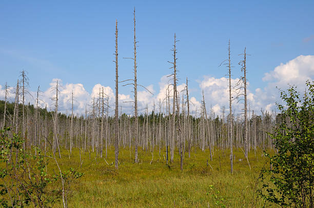 istock Huge bog in a forest with dead birches 96260374