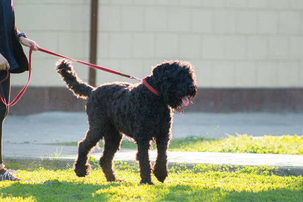 istock Black Russian Terrier on a leash in the city Park 962604624