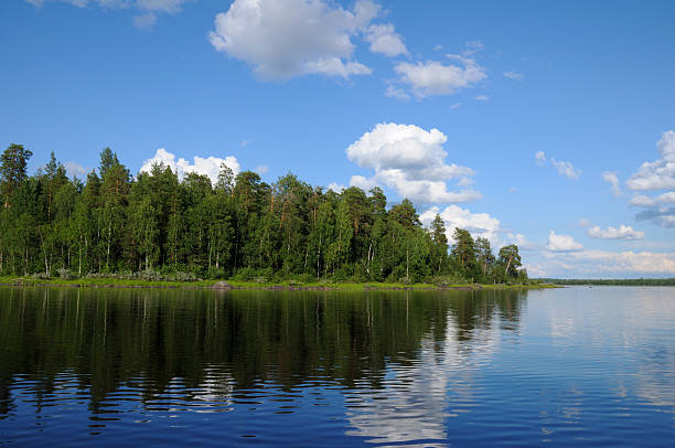 istock Beautiful forest at the lake's edge 96260515